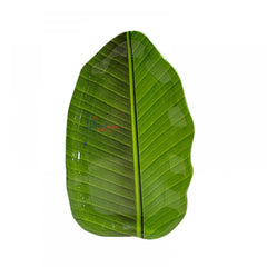 Banana Leaf Plate (29 Cm)