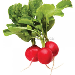 Fresh Red Radishes (1 Lb)