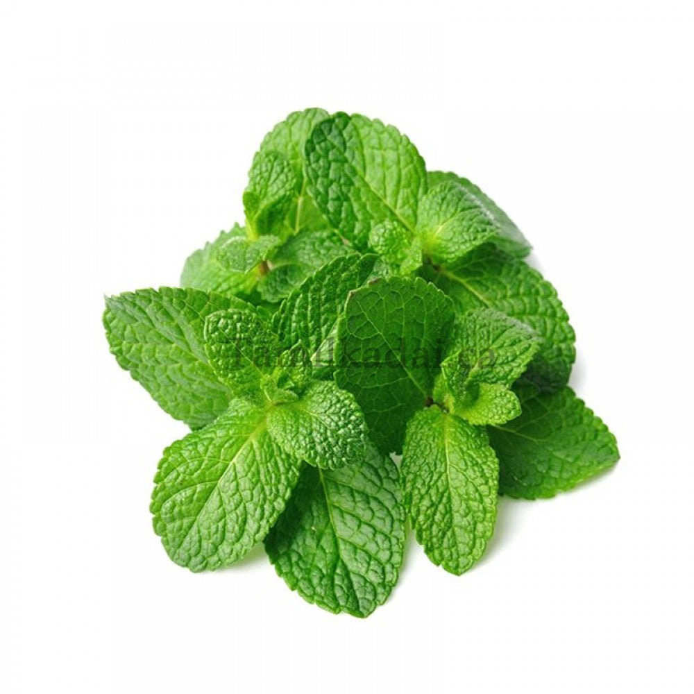 Mint Leaves (Bunch)