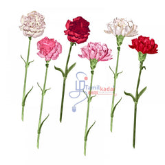 Carnation 3 Flower - Mix Color