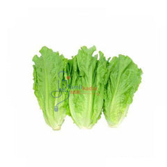 Chinese Lettuce (Each)