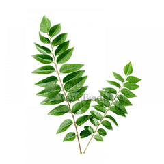 Curry Leaves (Bag)-Fresh