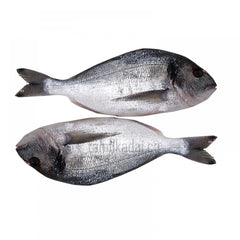 White Snapper Fish (0.85 - 1 Lb)