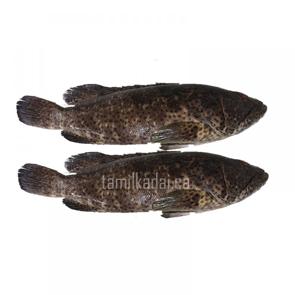 Grouper Fish - Kalavaai (0.85 - 1 Lb)