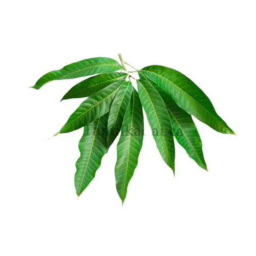 Mango Leaves (5 For $1.99)