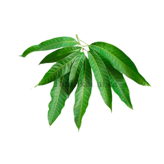 Mango Leaves (5 For $1.99)