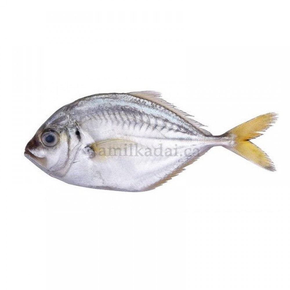 Ceylon Parai Clean and Slice (1 Lb)