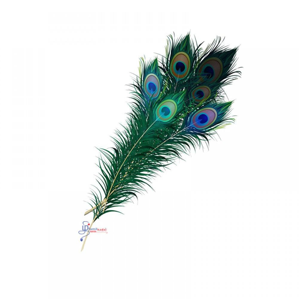 Peacock Feather (Each)